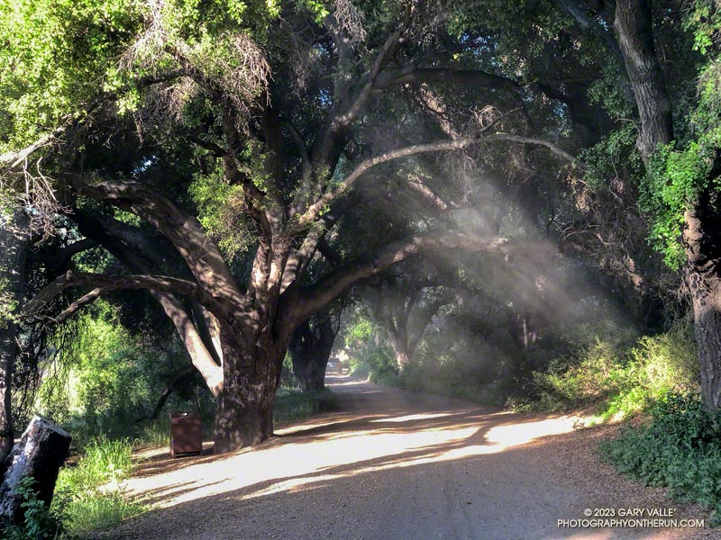 Coast live oaks along Crags Road. These trees survived the 2018 Woolsey Fire. April 23, 2023.