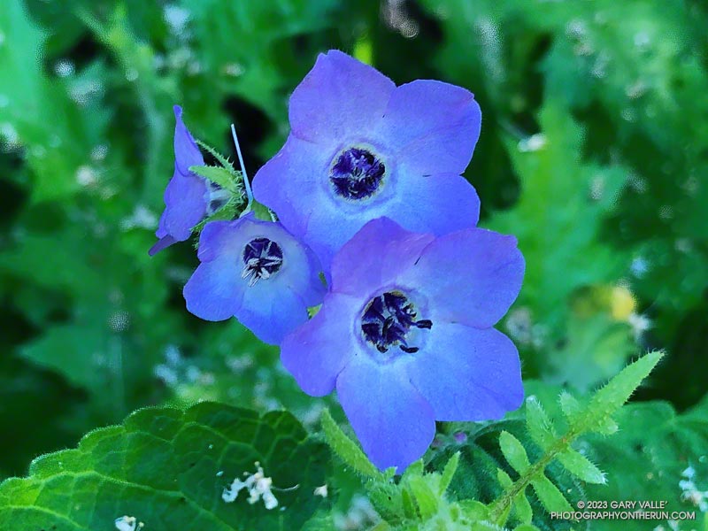 Blue fiesta flower on a shady, single-track section of the Backbone Trail, near its junction with Mesa Peak fire road. April 23, 2023.