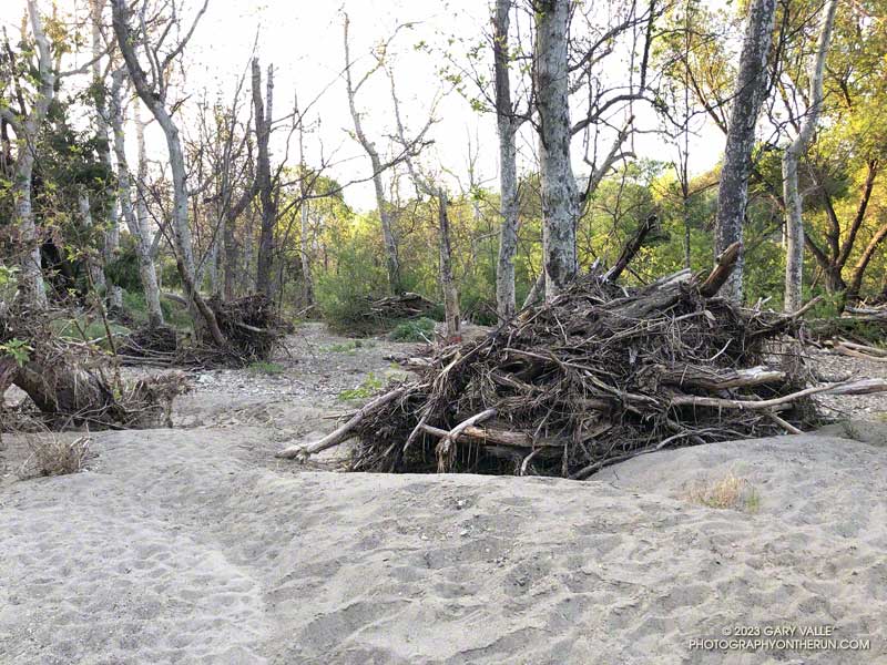 Flood debris piled against sycamore trees, downstream of the Tapia Water Reclamation Facility on Malibu Creek. April 23, 2023.