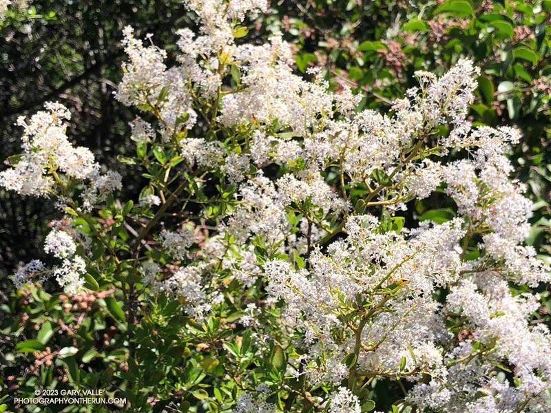Greenbark ceanothus (Ceanothus spinosus) along the Backbone Trail near the Malibu Canyon trailhead in Tapia Park. April 23, 2023.
