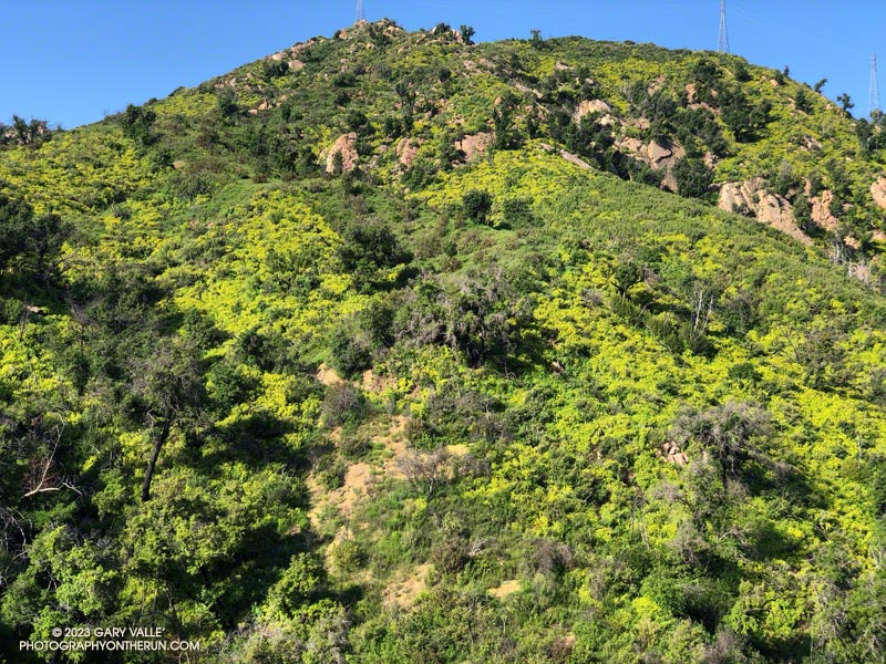 Thousands and thousands of Canyon sunflowers (Venegasia carpesioides) covering a hillside burned in the 2018 Woolsey Fire. April 23, 2023.
