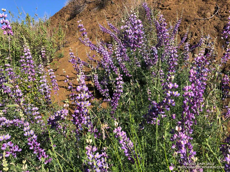 Bush lupine (Lupinus longifolius) growing on a south-facing road cut of Bulldog Mtwy fire road. April 23, 2023.