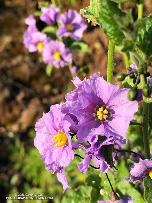 Distinguished from chaparral nightshade (Solanum umbelliferum) by not having branching hairs on its leaves, this is likely the more common purple nightshade (Solanum xanti). April 23, 2023.