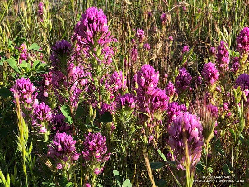 Owl's Clover (Castilleja exserta ssp. exserta) near the start of Bulldog climb.  April 23, 2023.
