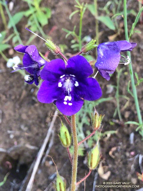 From the front Parry's Phacelia (Phacelia parryi) and wild canterbury bells (Phacelia minor) look similar, but the flower of Parry's Phacelia -- pictured here -- is cone-shaped, rather than bell-shaped.