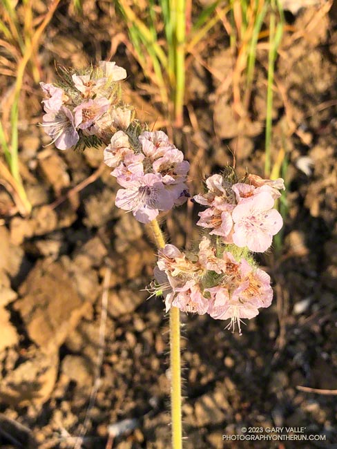 Another Phacelia, probably Caterpillar Phacelia (Phacelia cicutaria). April 23, 2023.