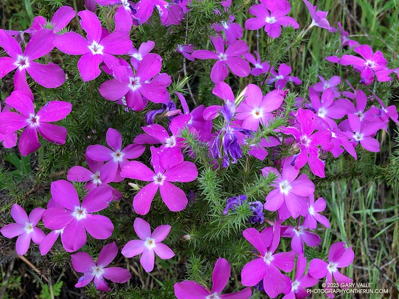 Prickly phlox (Linanthus californicus) near the top of the Tapia Spur Trail. April 23, 2023.