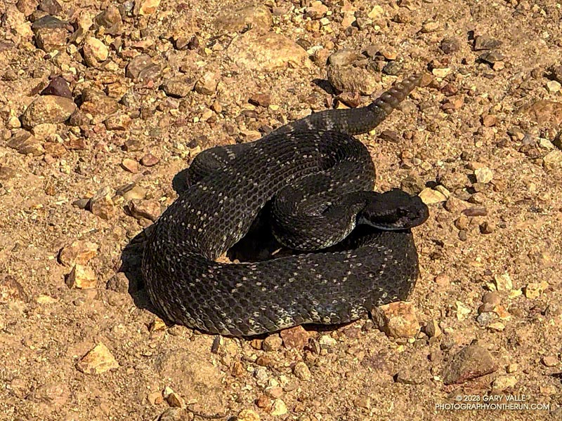 Very dark (and cranky) Southern Pacific Rattlesnake on Castro Peak fire road, just west of the Corral Canyon parking area. April 23, 2023.