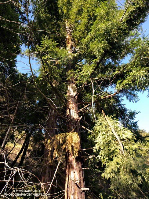 This relatively young coast redwood is one of the first encountered on the Forest Trail. April 23, 2023.