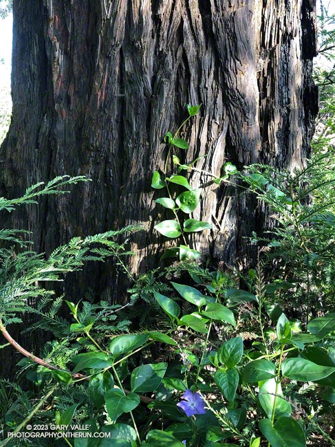 Vinca (non-native) growing at the base of one of the 100+ year-old coast redwoods planted along Century Lake.