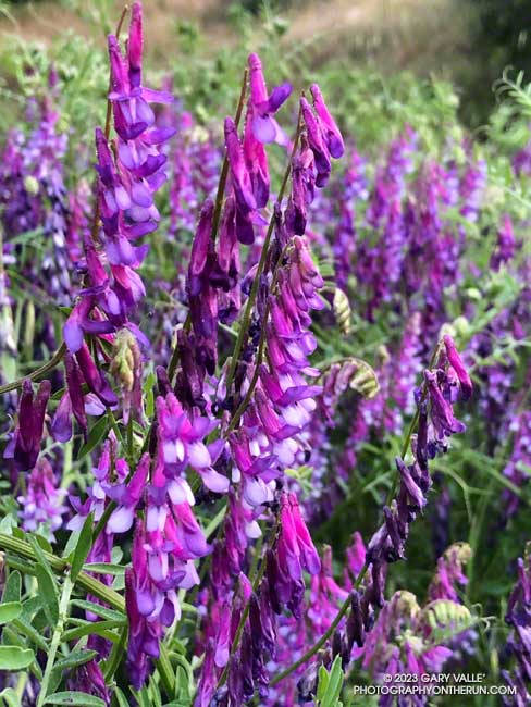 Winter Vetch (Vicia villosa) near the Tapia Park picnic area. The plant is not native to California. April 23, 2023.