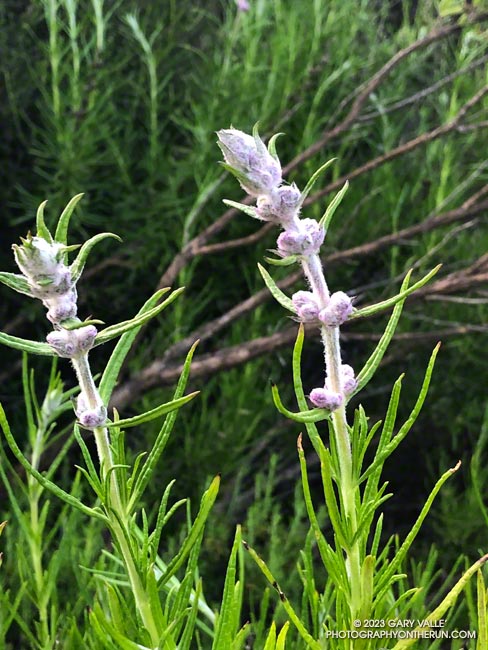 Budding flowers of woolly blue-curls (Trichostema lanatum) along the Tapia Spur Trail. April 23, 2023.