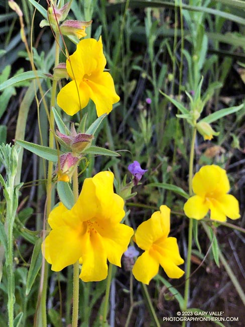 Yellow monkey flower (Diplacus brevipes) is related to bush monkey flower (Diplacus longiflorus), and also grows in relatively dry habitats.