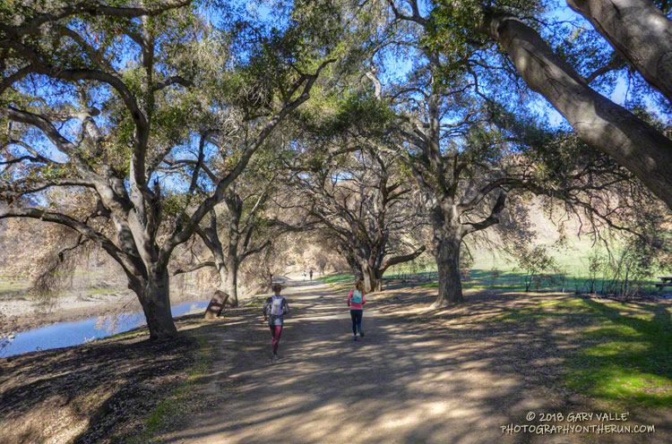 Was very glad to see these coast live oaks along Crags Road, west of the parking lot,  still standing!
