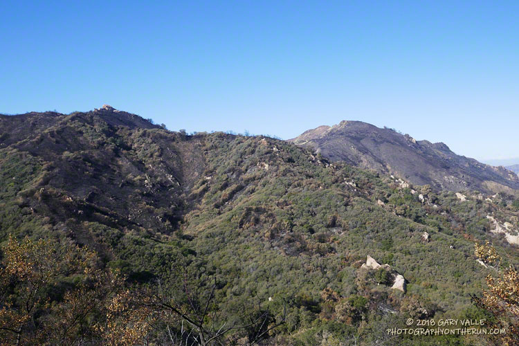 Patch of burned chaparral along Mesa Peak Mtwy.