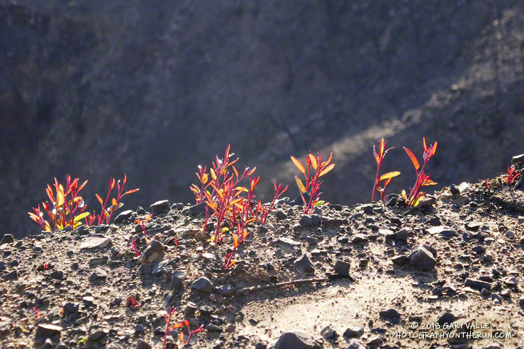 Laurel sumac sprouting along Bulldog Mtwy.  December 29, 2018.