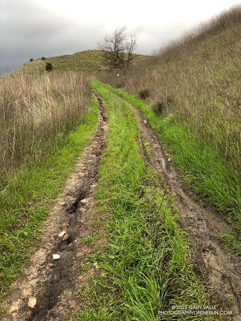 Erosion and mud on the way up a hill that was called The Beast" by crosscountry runners back in the day. The trail/dirt road leads up to Lasky Mesa.