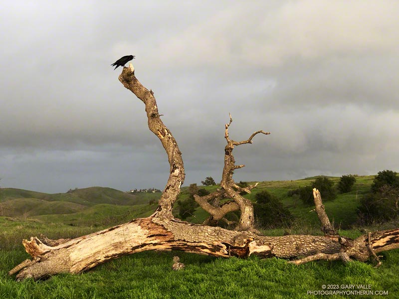 A complaining raven on the west end of Lasky Mesa.