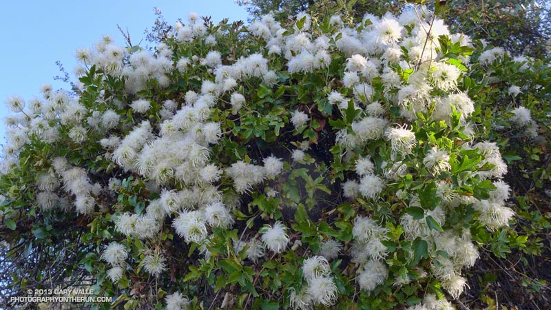 Clematis along the Cold Spring Trail.