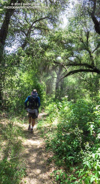 A shaded section of trail between Forbush and Cottam Camps.