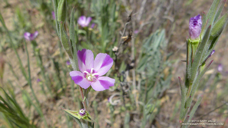 Clarkia on the climb out of Blue Canyon on the Romero Trail.