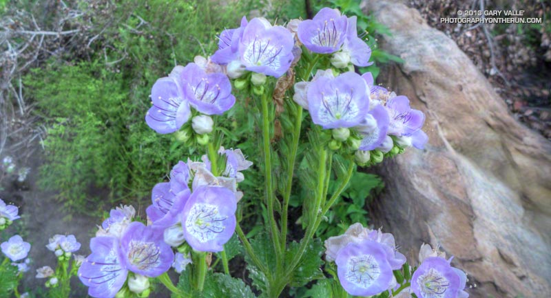Large-flowered Phacelia along the Cold Spring Trail in a small area that had been burned. The plant is a fire-follower.