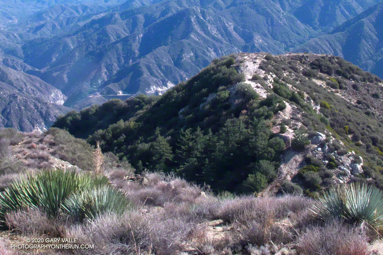 An image from December 2007 of part of the stand of bigcone Douglas-firs on the north side of Fox Mountain.