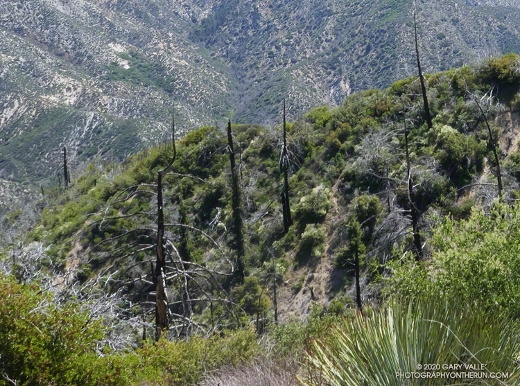 A scant number of the bigcone Douglas-firs near Fox Mountain that were burned in the 2009 Station Fire have sprouted some foliage and may survive. May 10, 2020.
