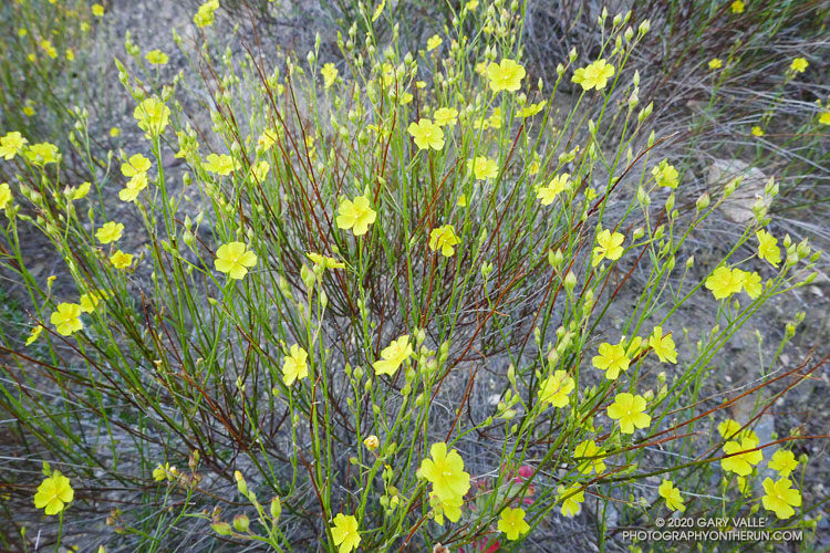 Bright yellow peak rush-rose (Crocanthemum scoparium) was common along lower elevation sections of the Condor Peak Trail. May 10, 2020.