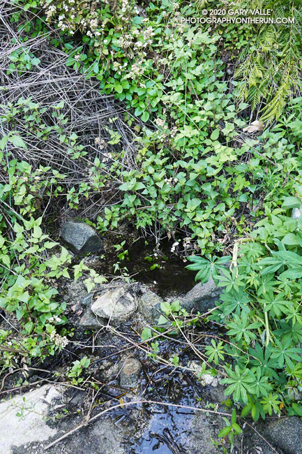The only water I saw along the Condor Peak Trail on this ascent was this very small seep/spring at around mile 3.3 (Vogel Flat start). May 10, 2020.