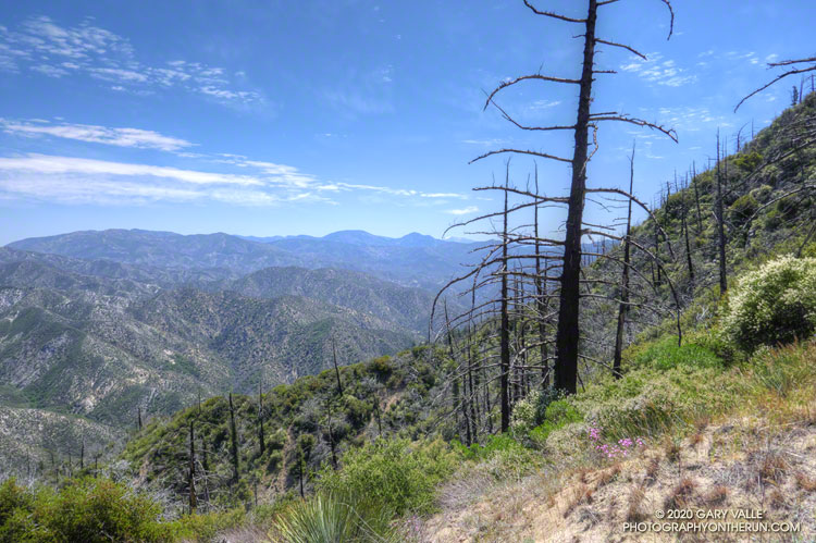 Large stand of bigcone Douglas-fir on Fox Mountain that was lost in the 2009 Station Fire. With climate change, such stands are becoming increasingly rare. May 10, 2020.