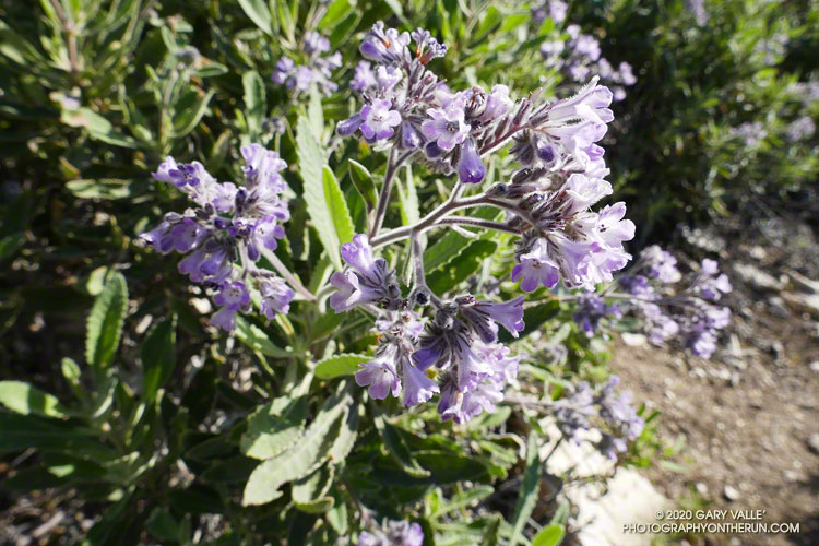 Thickleaf yerba santa was widespread along the Condor Peak Trail. May 10, 2020.