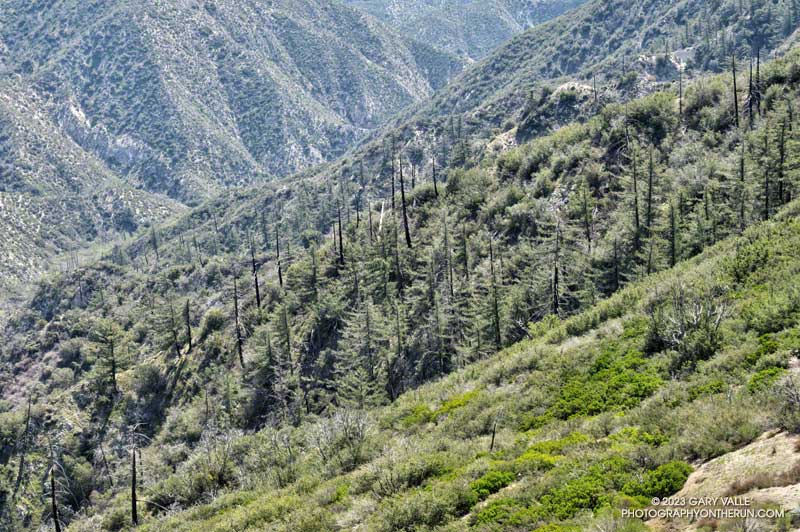 Some of the bigcone Douglas-firs on the north side of Fox Mountain survived the 2009 Station Fire.