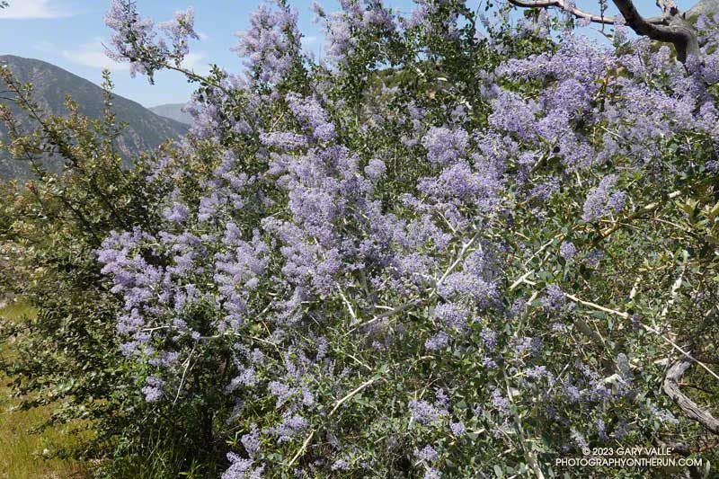 Chaparral whitethorn along the Condor Peak Trail. April 16, 2023.