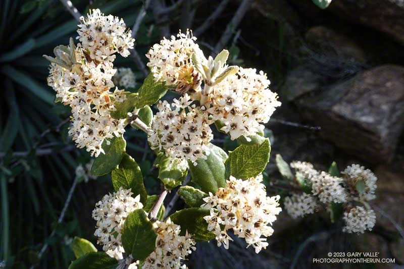 Hoary-leaved Ceanothus along the Condor Peak Trail. April 16, 2023.