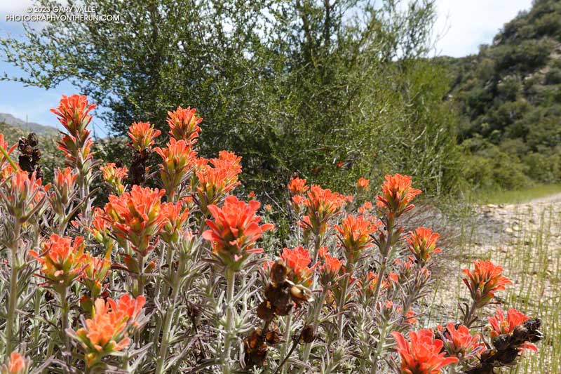 Paintbrush along the Condor Peak Trail. April 16, 2023.