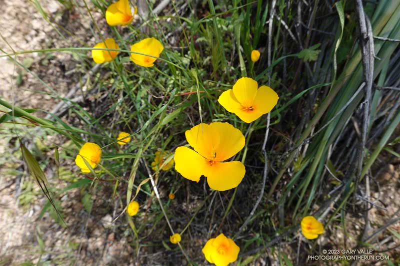 Tufted popies along the Condor Peak Trail. April 16, 2023.