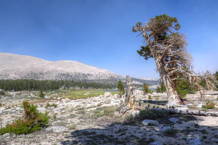 Gnarled foxtail pine between Cottonwood Lakes Two and One.
