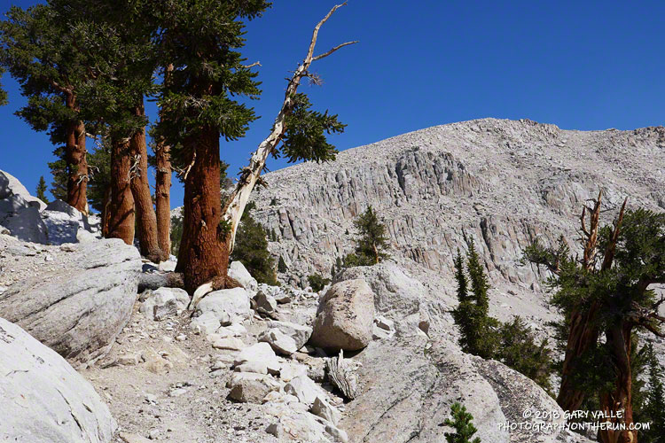 Foxtail pines along the PCT near Chicken Spring Lake.