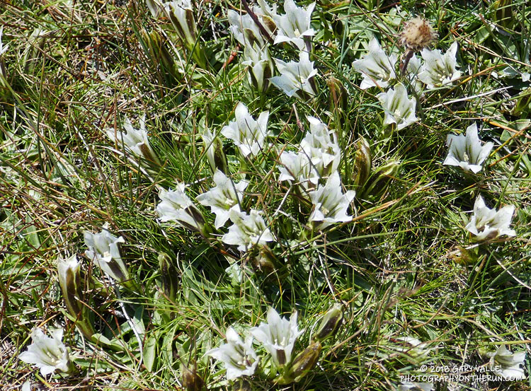 Alpine gentian on the New Army Pass Trail near Long Lake. August 4, 2018.