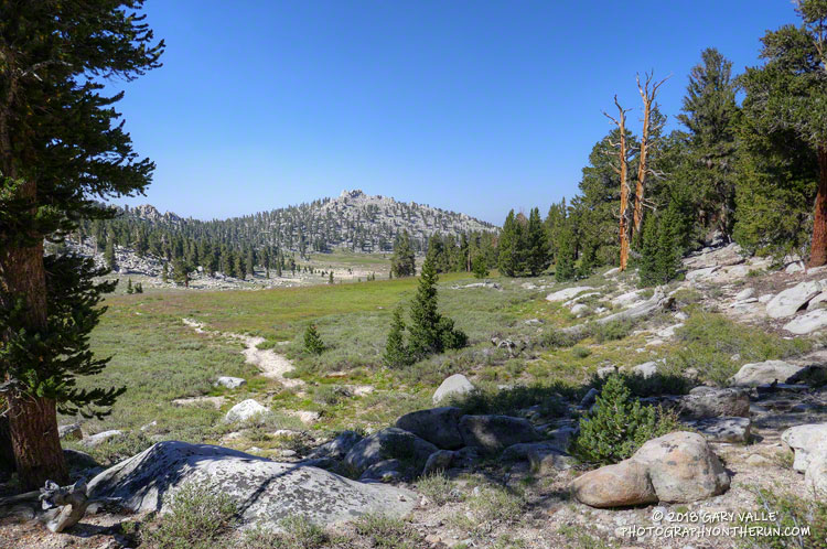 Meadow along the PCT near Cottonwood Pass.