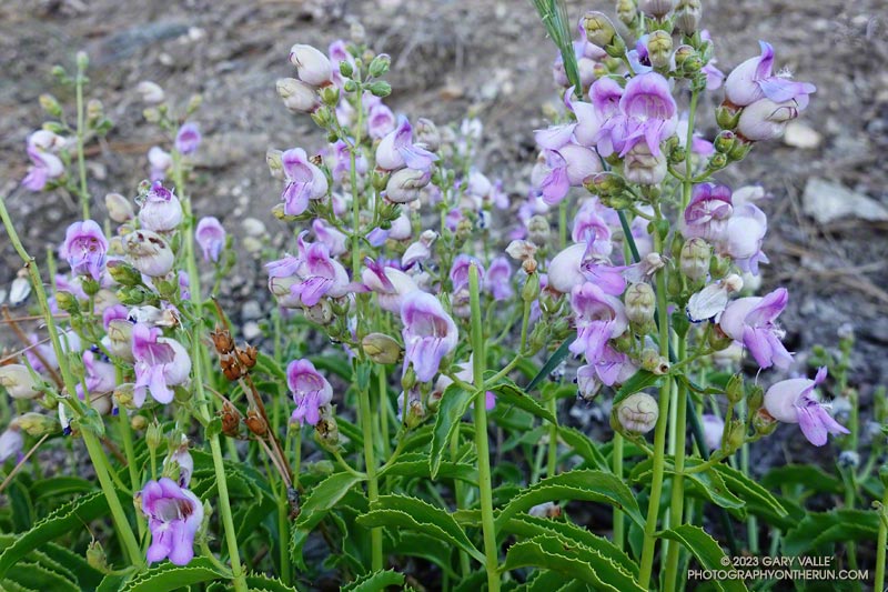 Beard-tongue penstemon along the Windy Gap Trail. July 9, 2023.