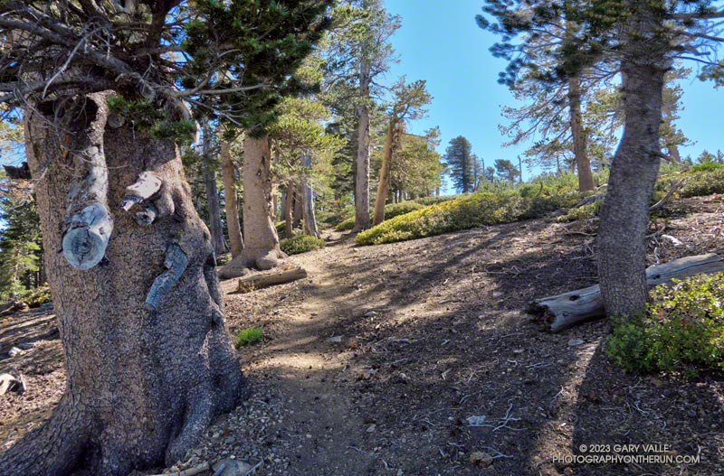 Lodgepole pine forest near the summit of Mt. Burnham.