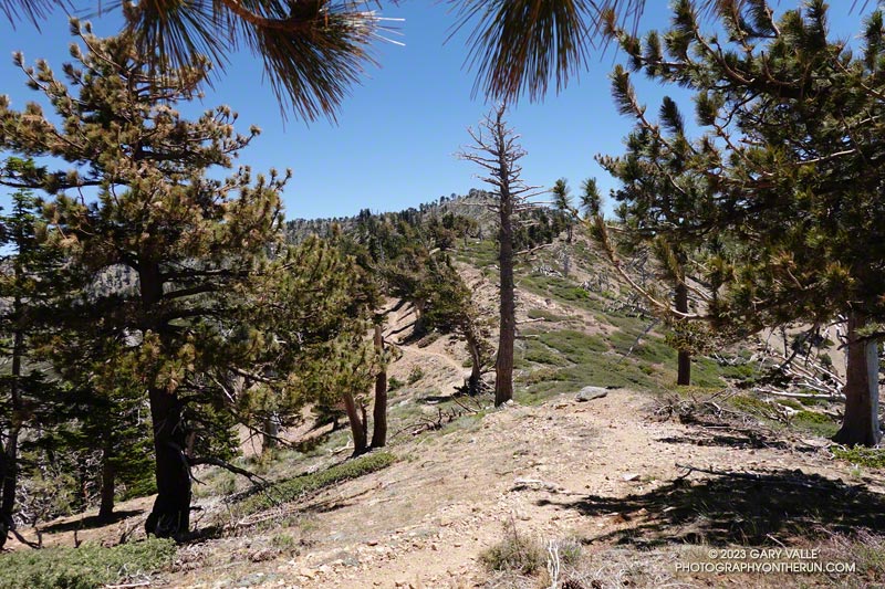 PCT below Mt. Hawkins.
