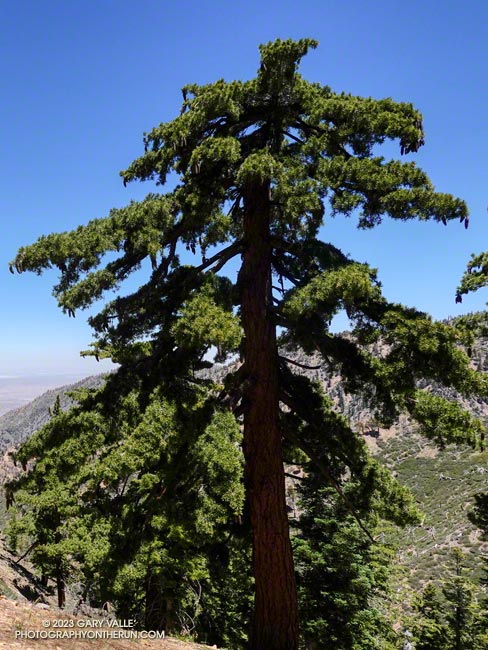 Sugar pine, with cones, along the PCT.