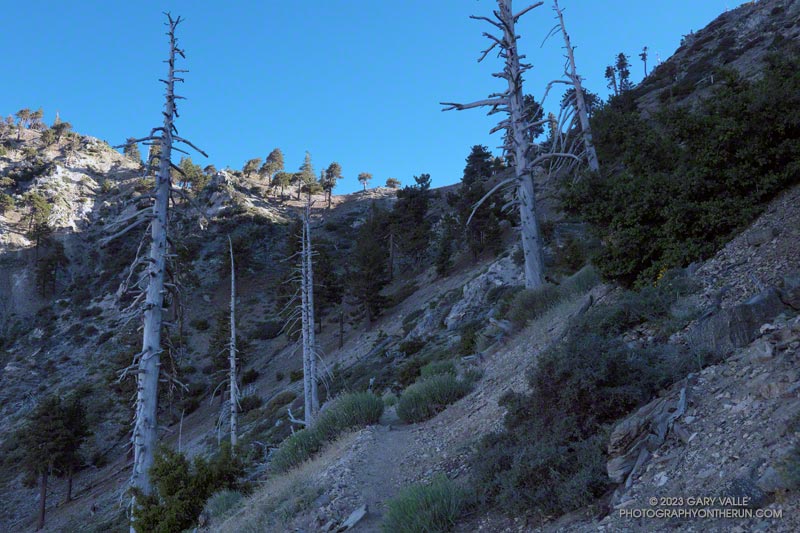 Looking up at Windy Gap (7588') from near the top of the Windy Gap Trail.