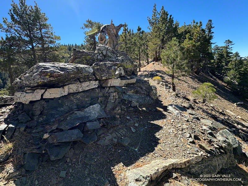 An interesting rock exposure on the Dawson Saddle Trail. It looks like gneissic rock with an intrusive dike of quarts diorite.