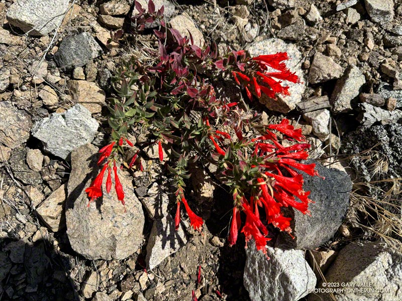 California fuchsia along the Windy Gap Trail. October 14, 2023.