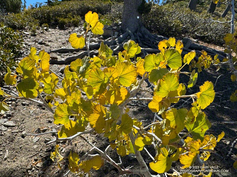 Currant leaves changing color with the season. October 14, 2023.