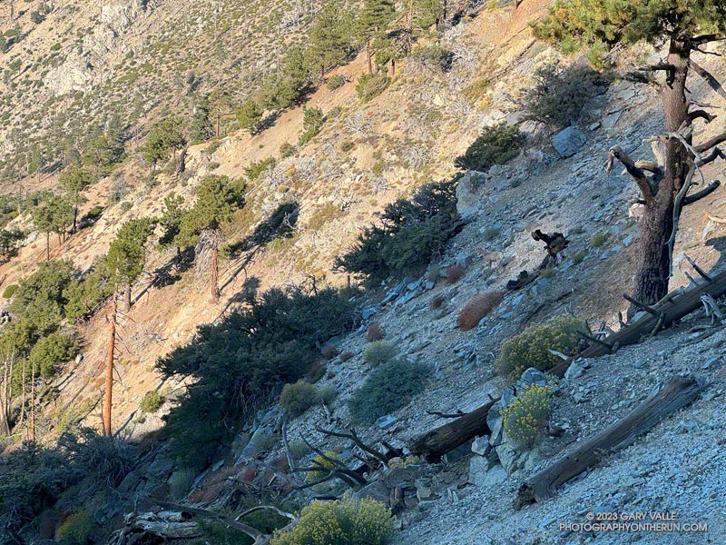 The three bighorn sheep in this photo melt into the landscape. If they had not dislodged some rocks, I doubt I would have seen them, October 14, 2023.